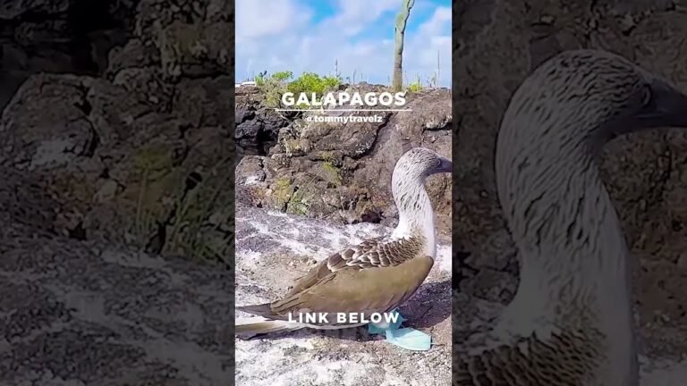 #TommyTravelz #travelnow #traveltips #galapagos #sancristobal #santacruz #islabaltra #isabelaisland
