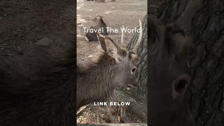 #TravelGoals, #Wanderlust, #Adventure, #shorts, #YouTubeShorts, #Trending, #Explore, #foryou